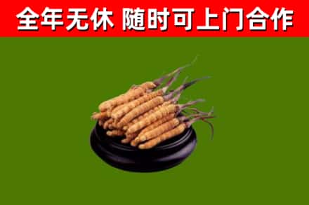 沂南回收散虫草