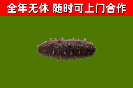 沂南回收海参干